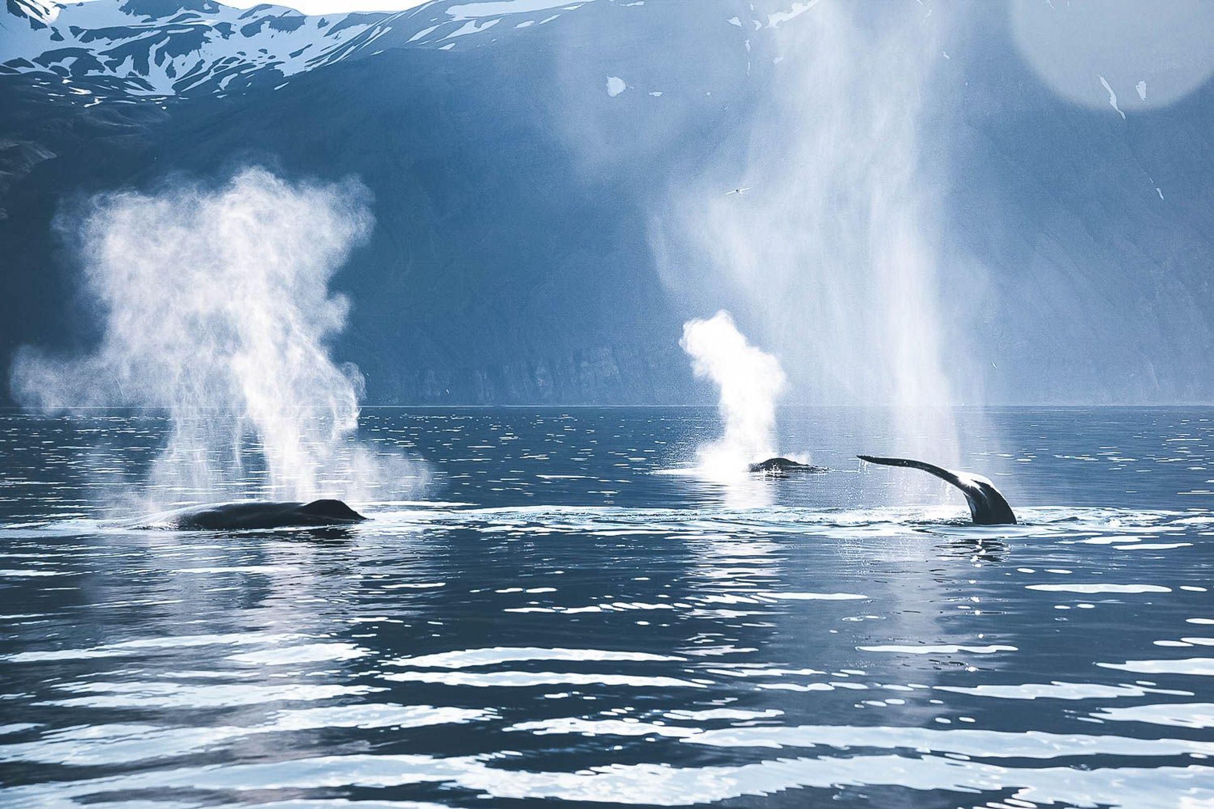 three whales partially coming out of the water