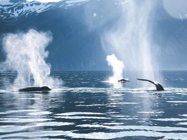two humpback whales are swimming in the ocean with mountains in the background .