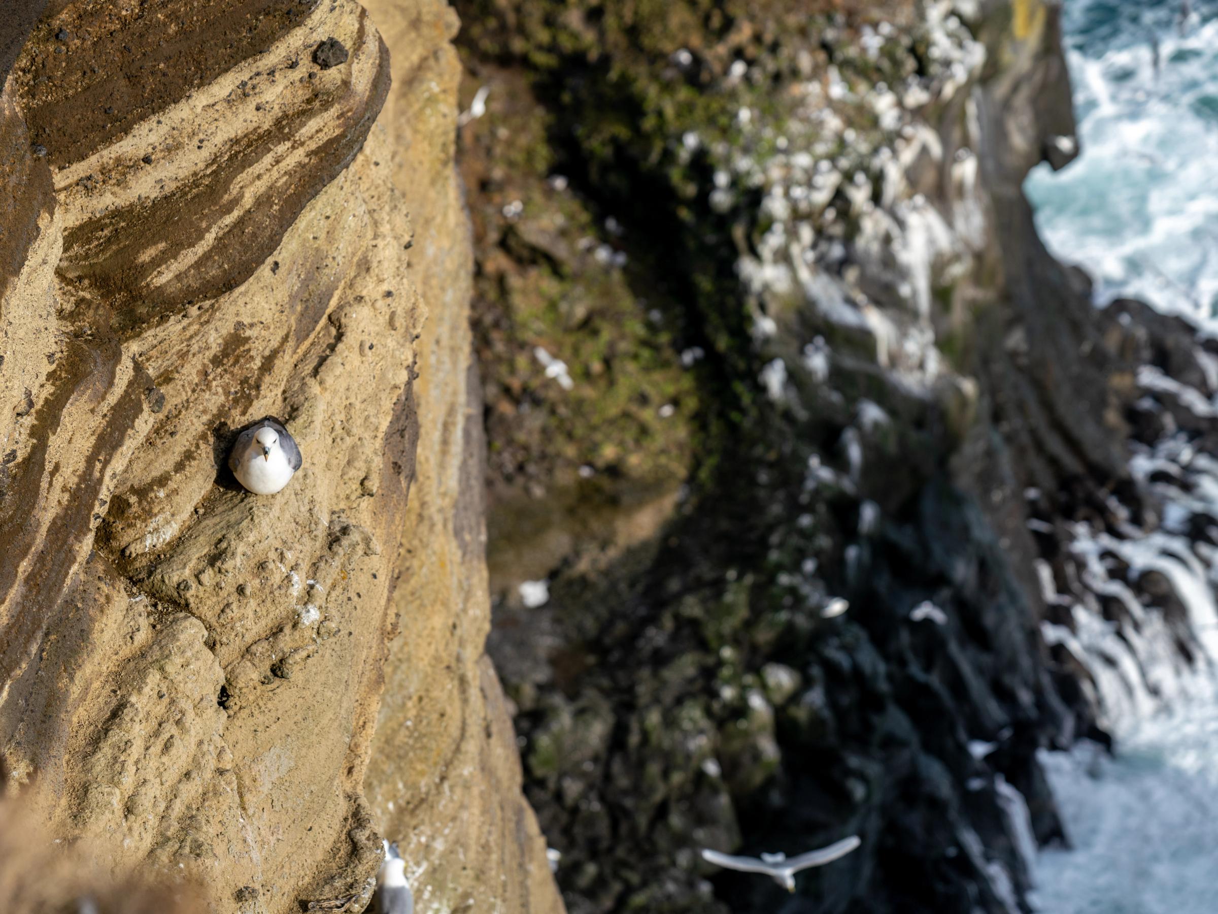 a bird is sitting on a rock near the ocean .