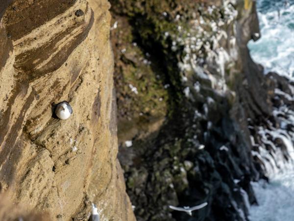 a bird is sitting on a rock near the ocean .