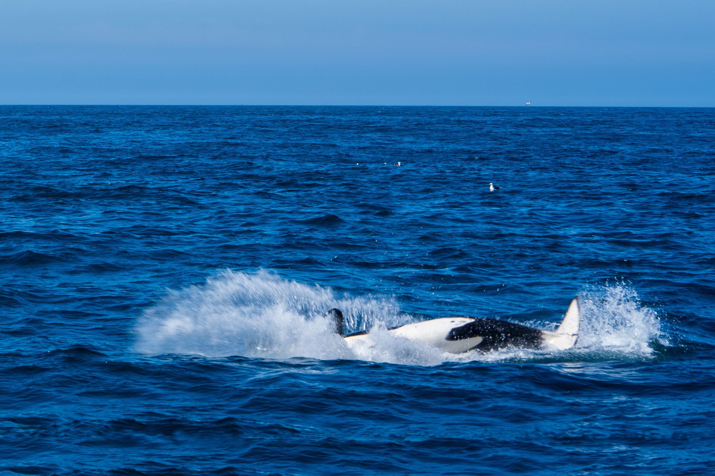Whale spotted in Ólafsvík, Iceland