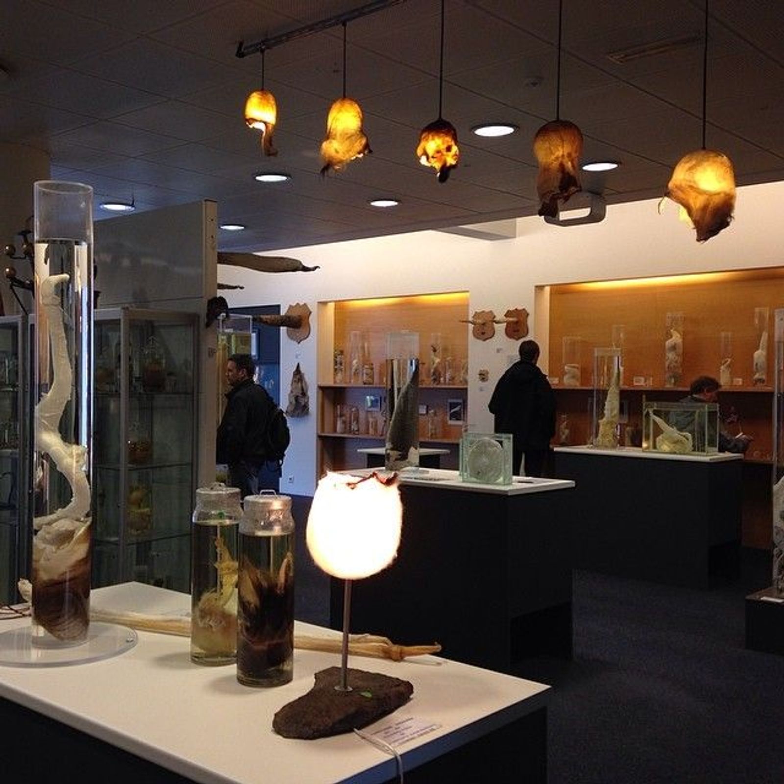 a museum filled with lots of animals in jars and lamps .
