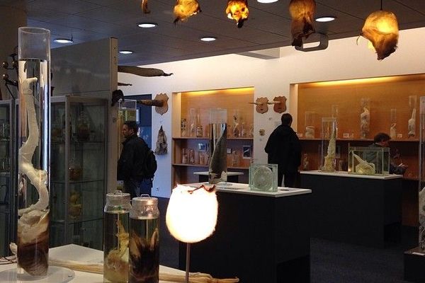 a museum filled with lots of animals in jars and lamps .