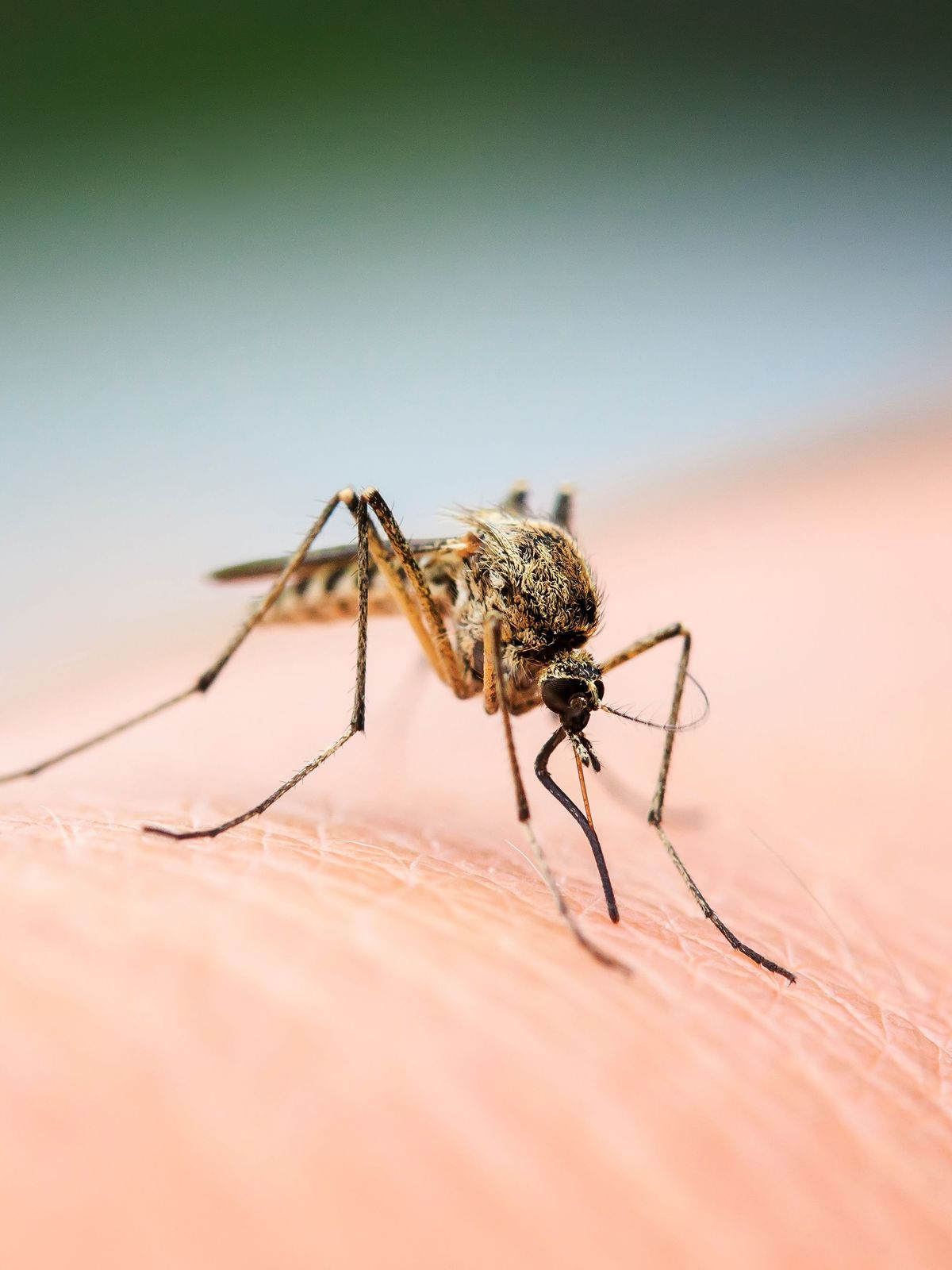 a mosquito is biting a person 's arm .