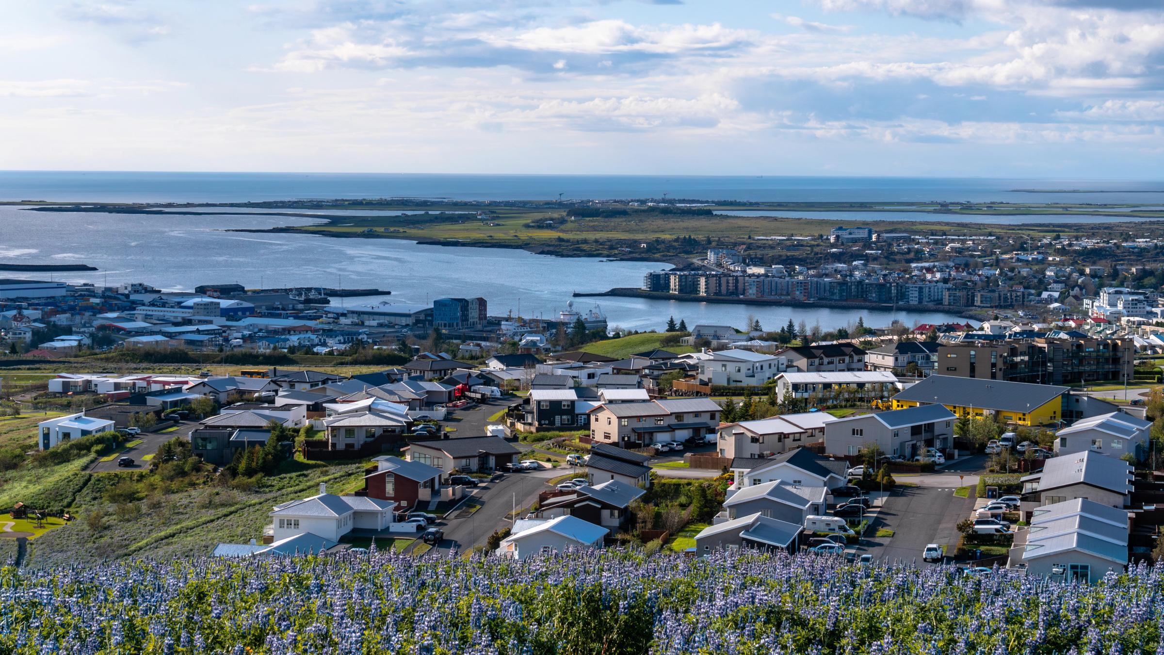 Elevated view of a coastal town with houses, a harbor, and a bay, seen from a hillside covered in purple flowers.
