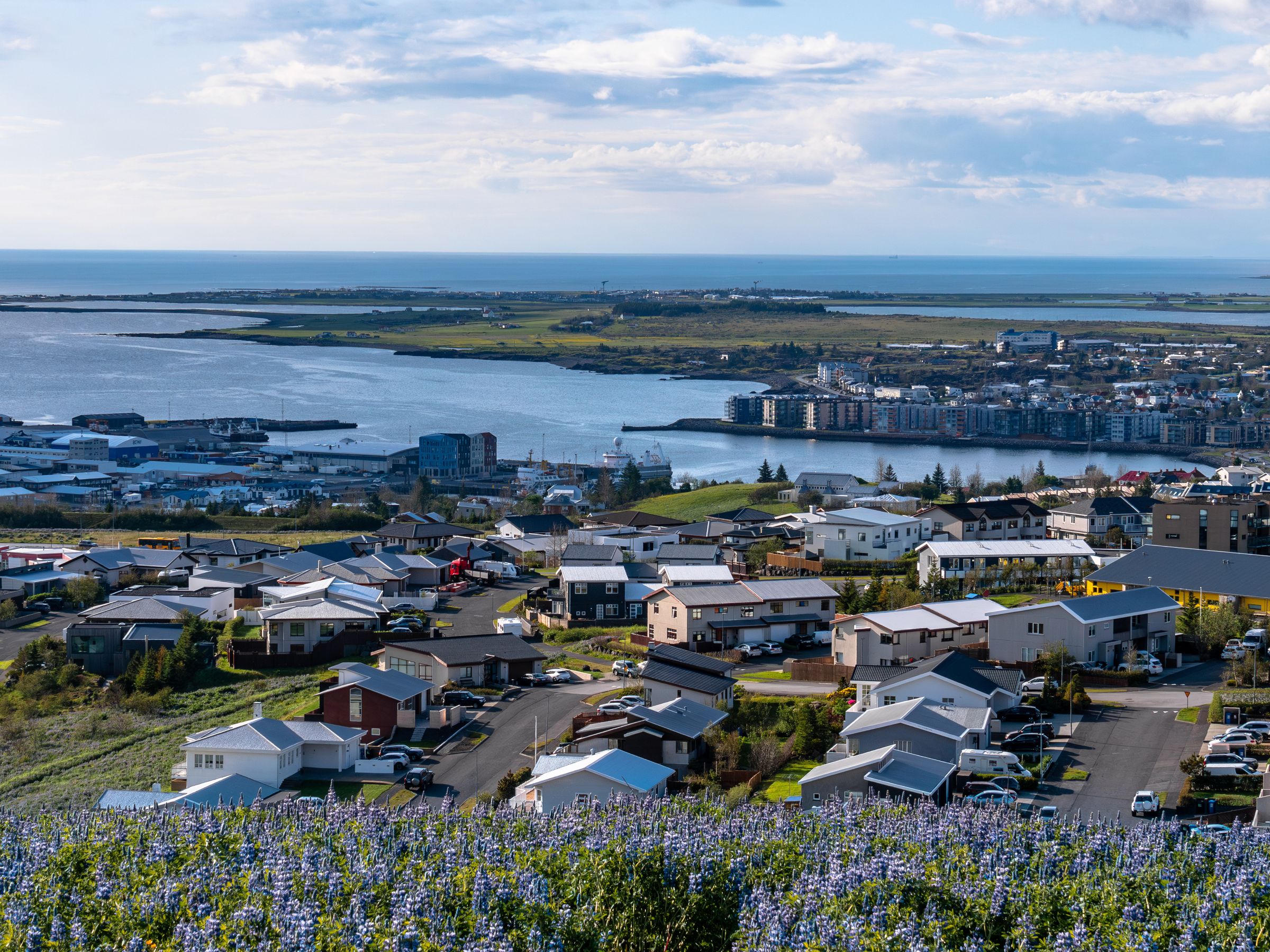 Elevated view of a coastal town with houses, a harbor, and a bay, seen from a hillside covered in purple flowers.