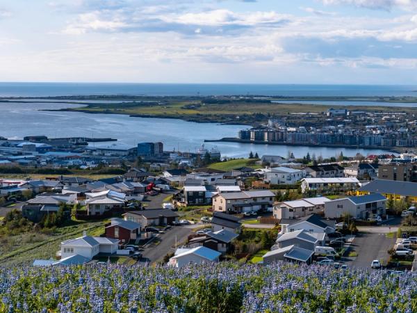 Elevated view of a coastal town with houses, a harbor, and a bay, seen from a hillside covered in purple flowers.