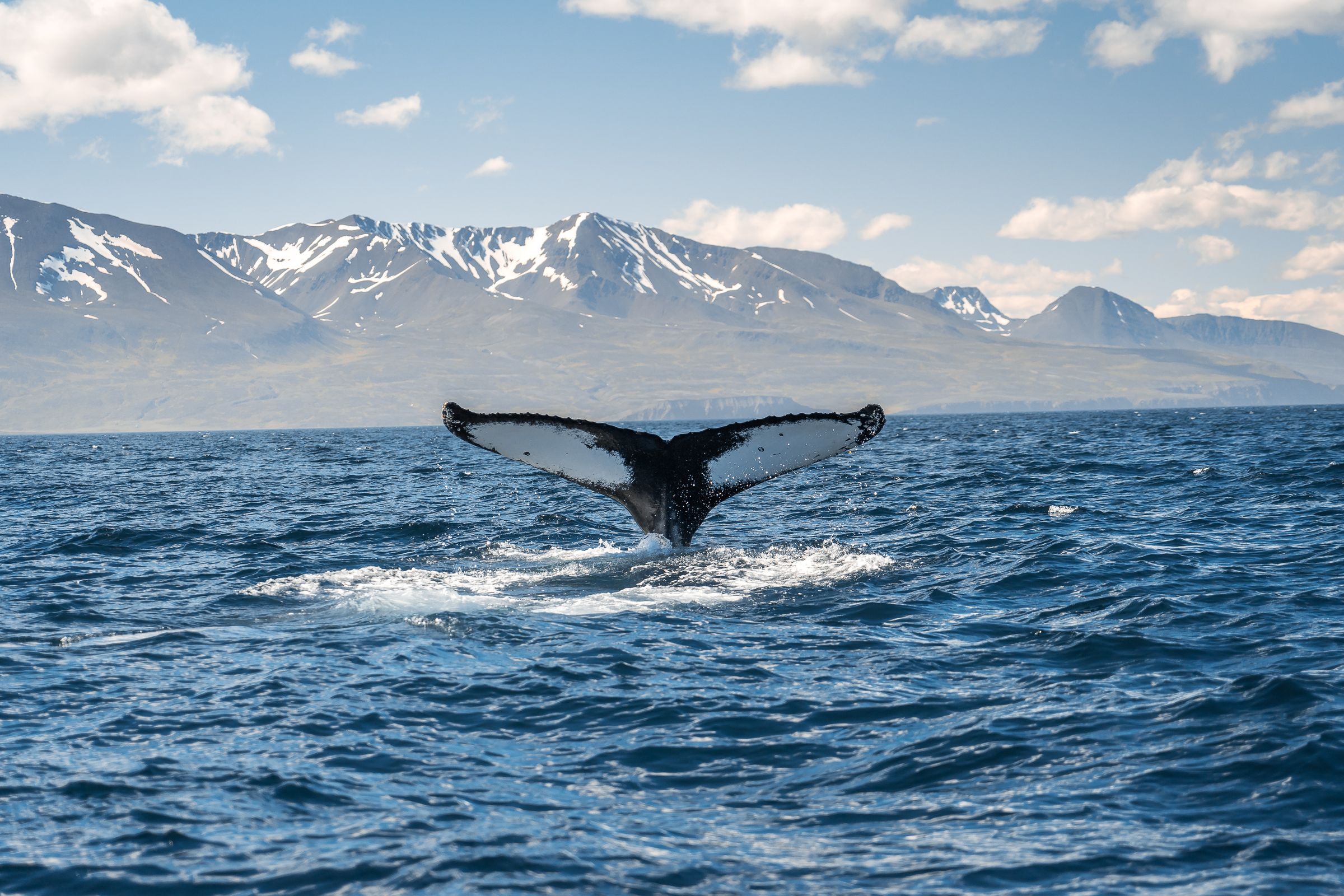 the tail of a whale coming out of the water