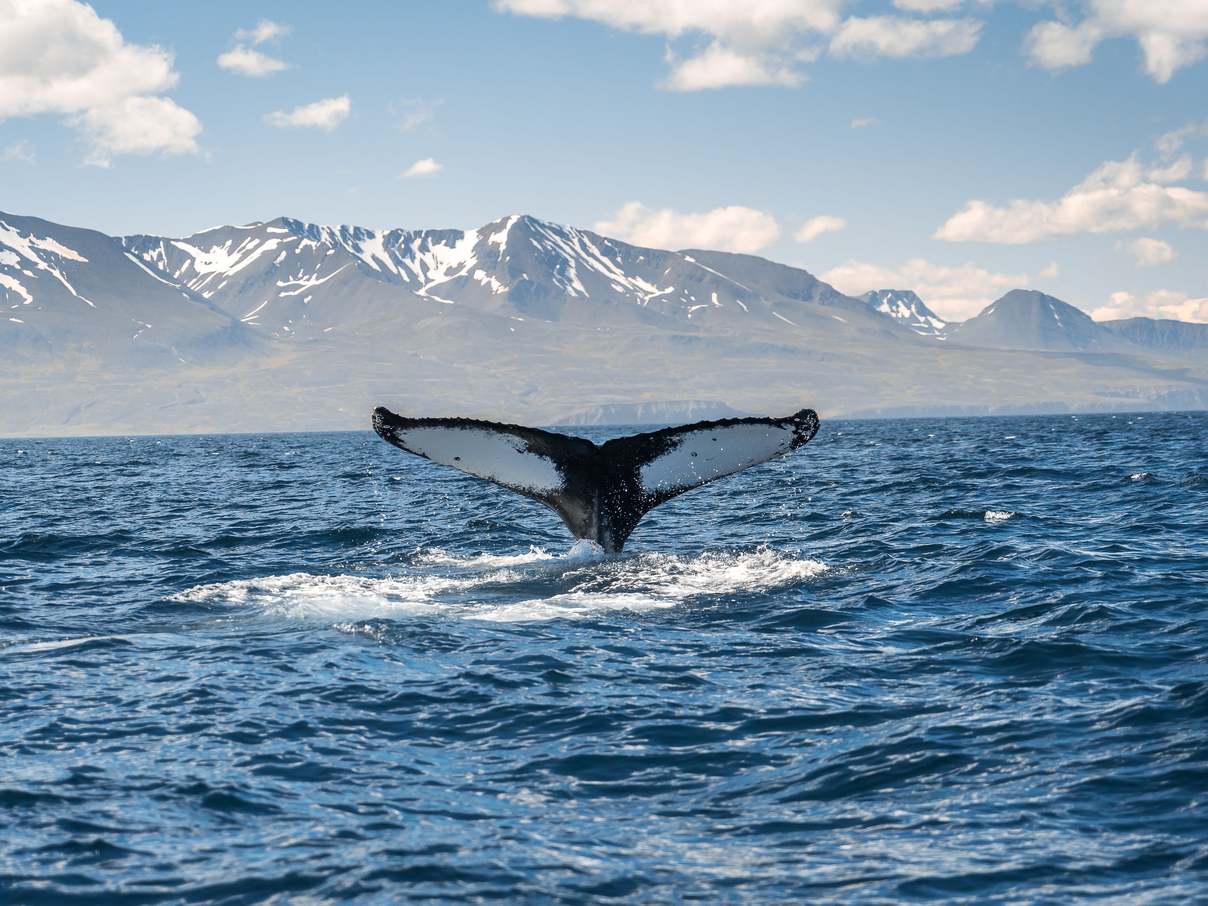 the tail of a whale coming out of the water