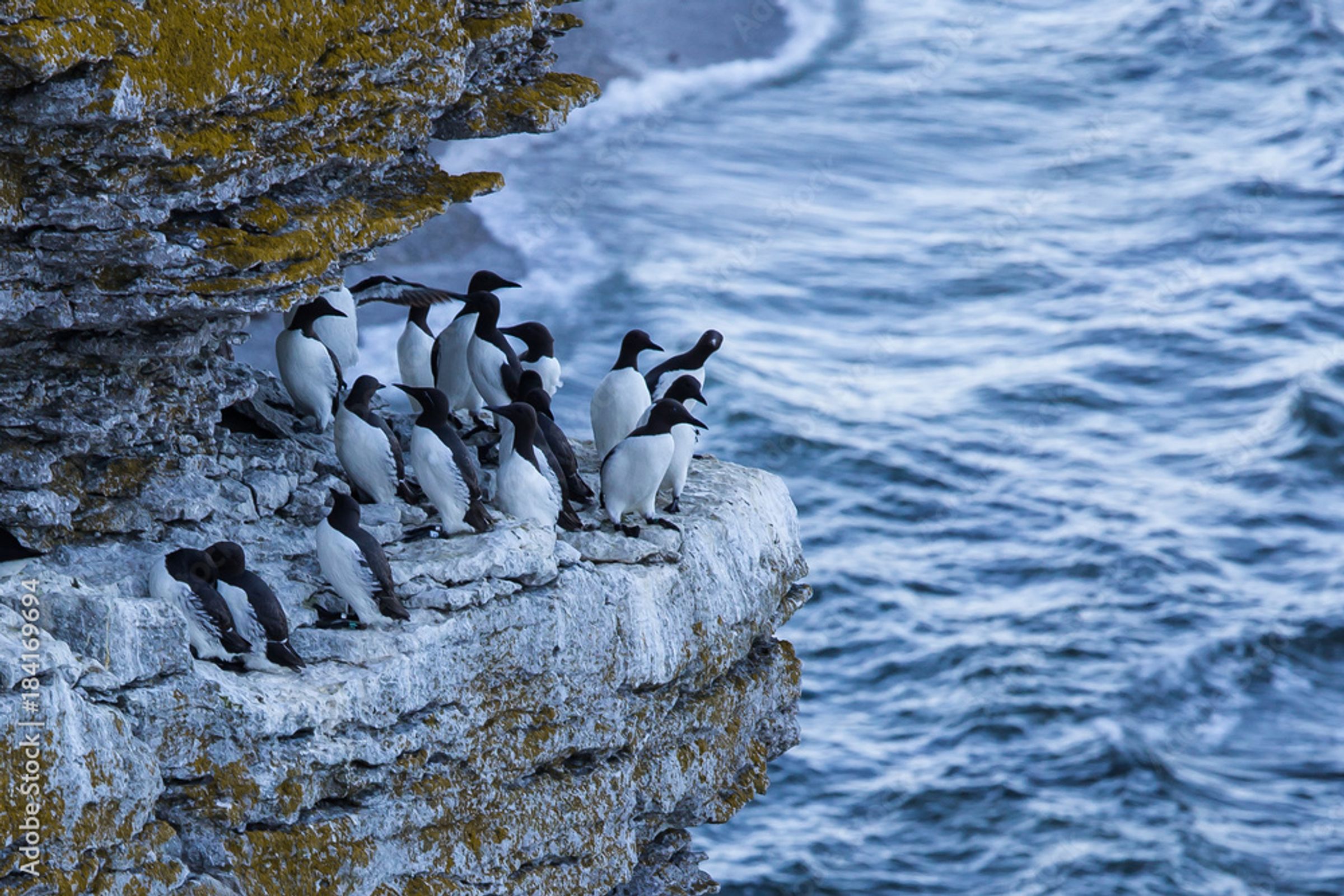 A group of common murres perched on a lichen-covered cliff edge overlooking a rough sea.