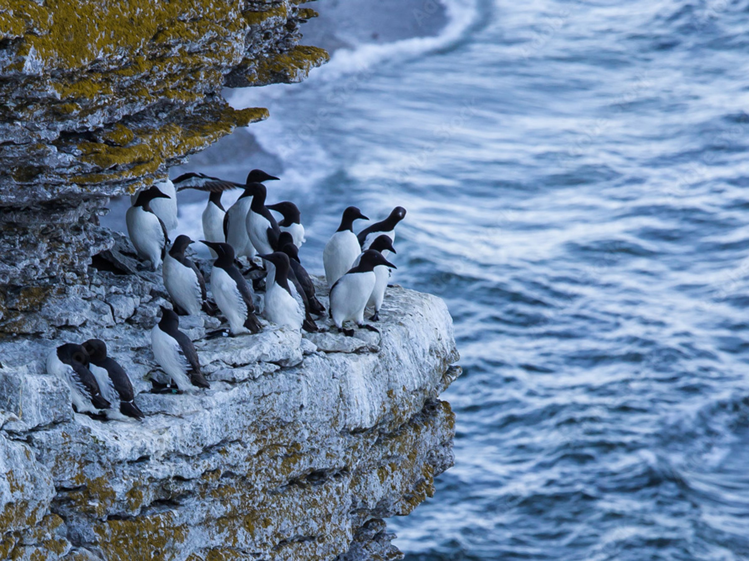 A group of common murres perched on a lichen-covered cliff edge overlooking a rough sea.