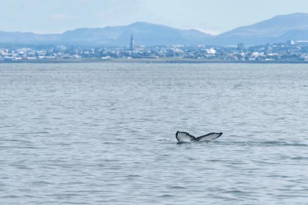 la cola de una ballena saliendo del mar con la ciudad de Reikiavik al fondo
