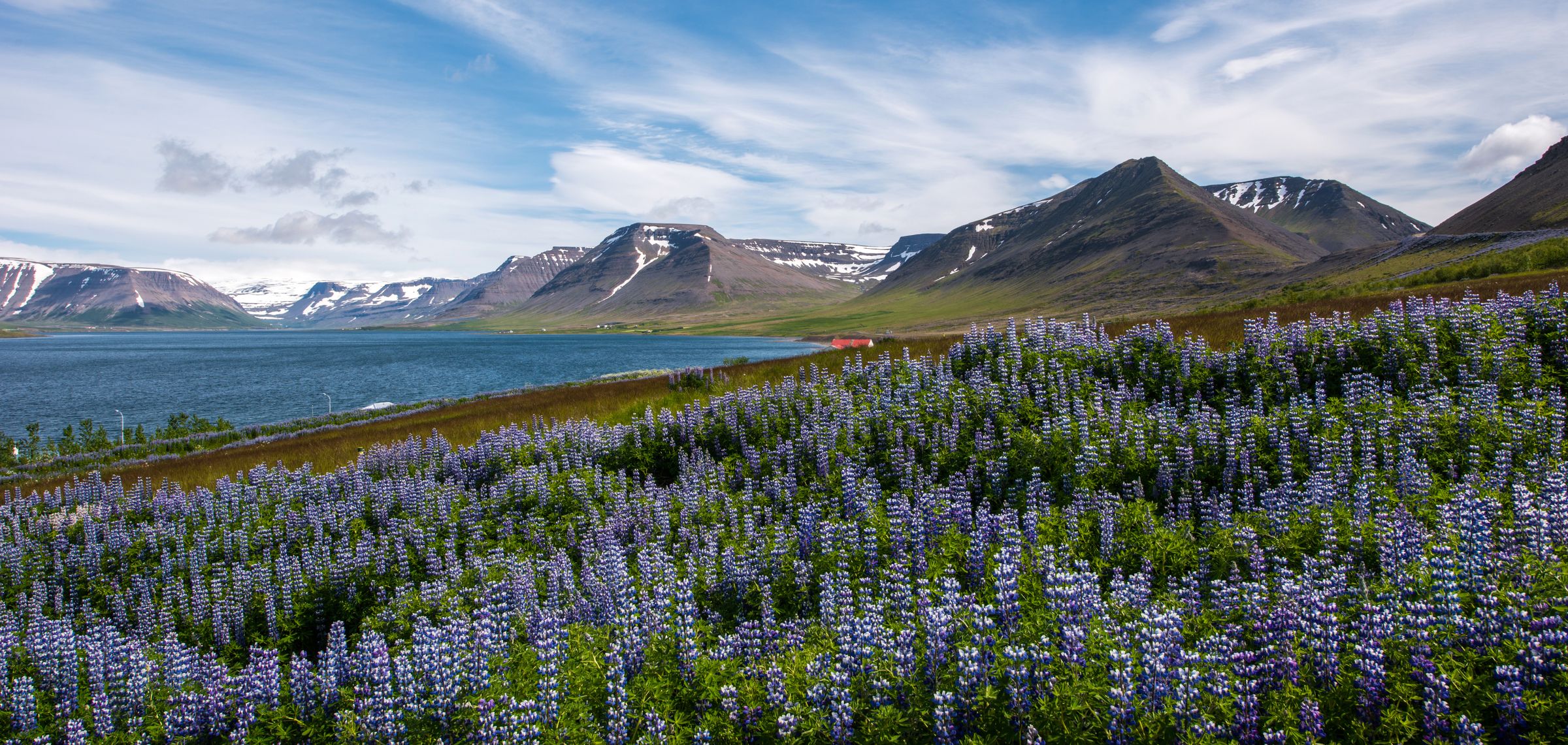 a field of purple flowers with mountains in the background and a lake in the foreground .