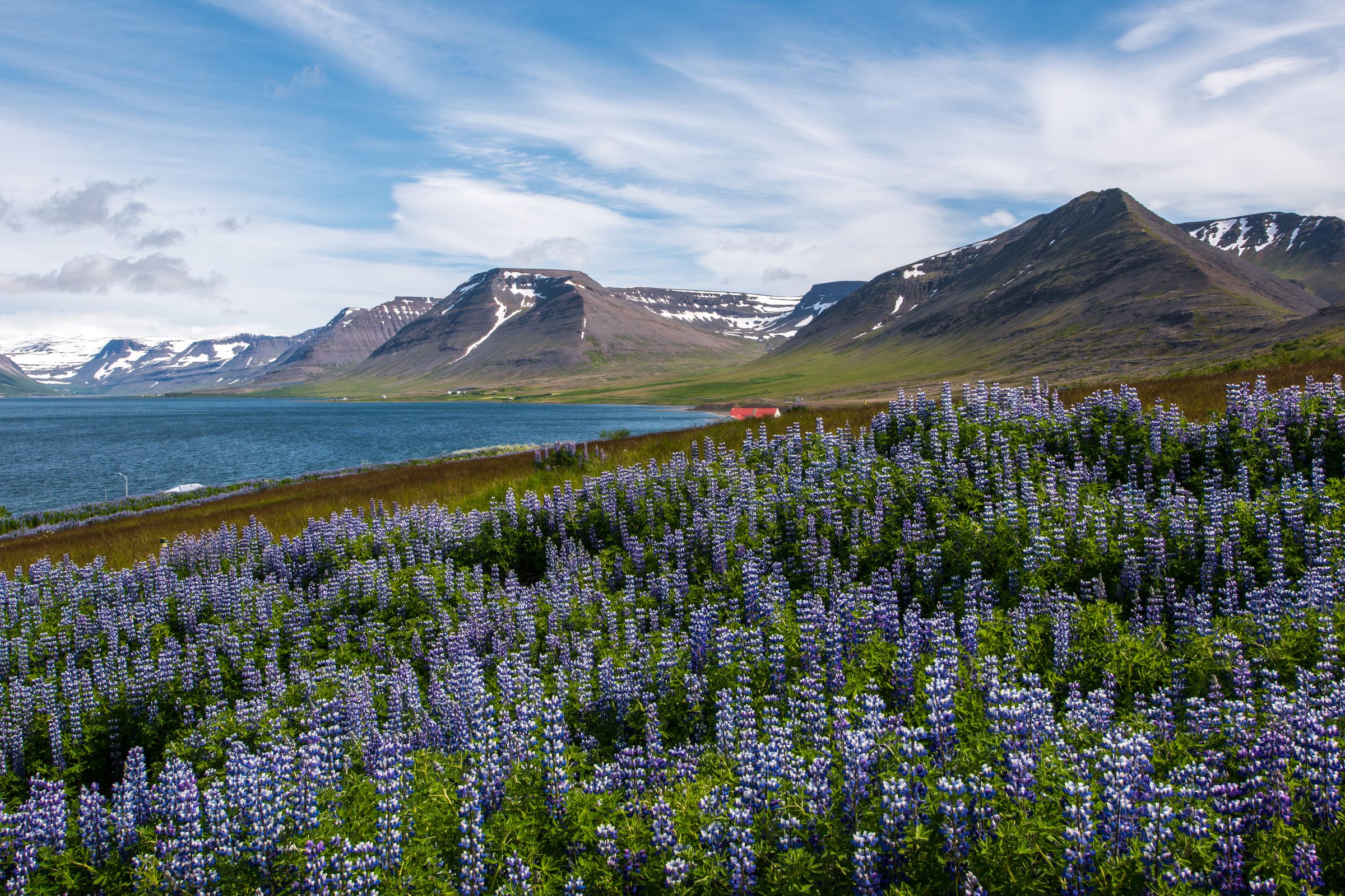 a field of purple flowers with mountains in the background and a lake in the foreground .