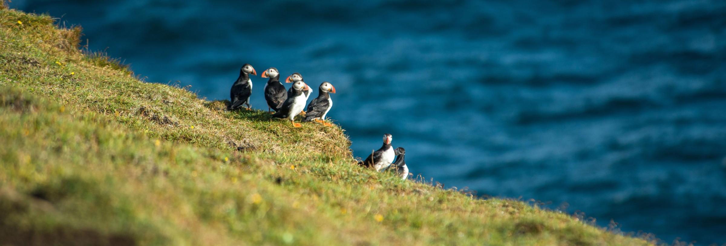 Group of puffins in a cliff in Iceland