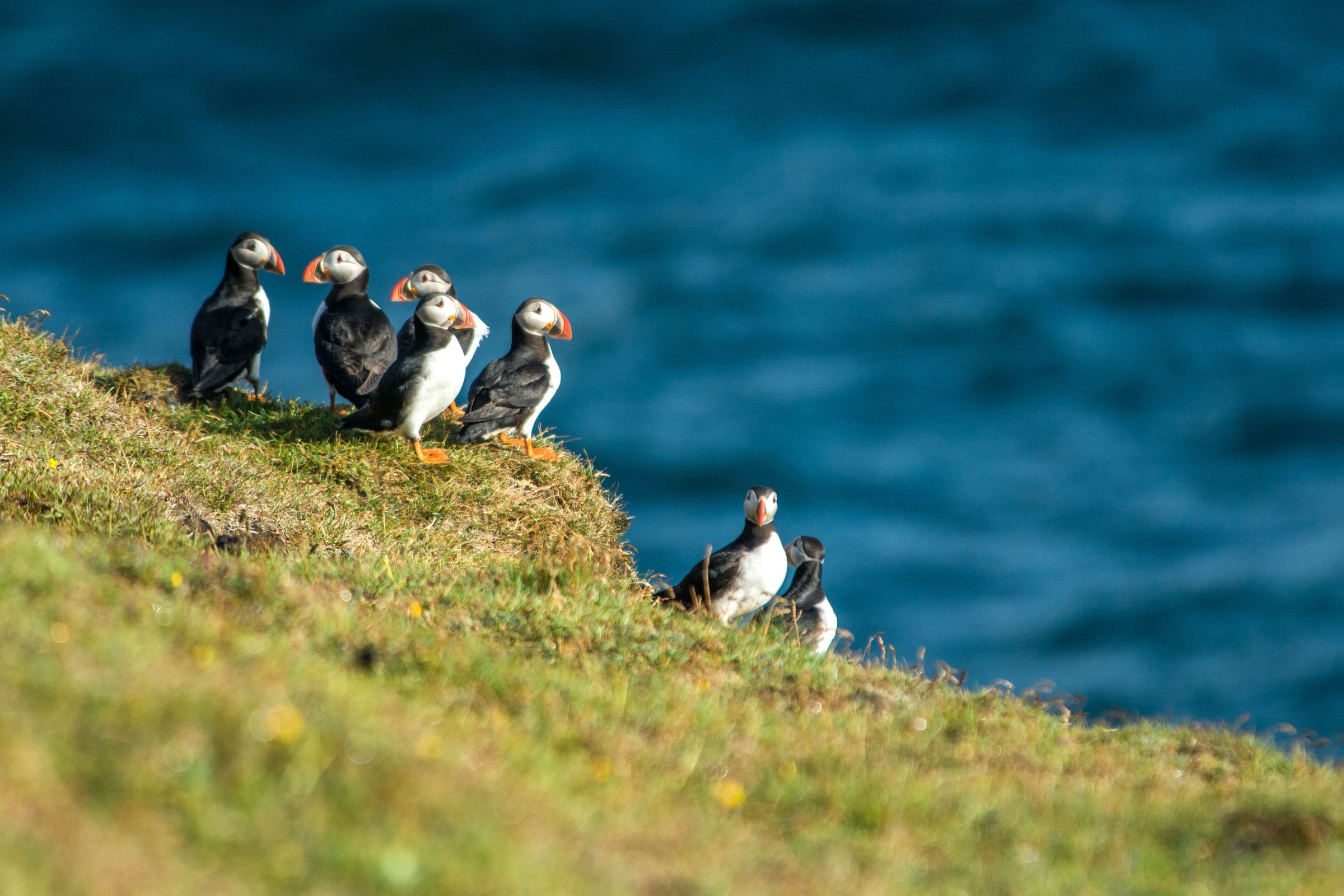 Group of puffins in a cliff in Iceland