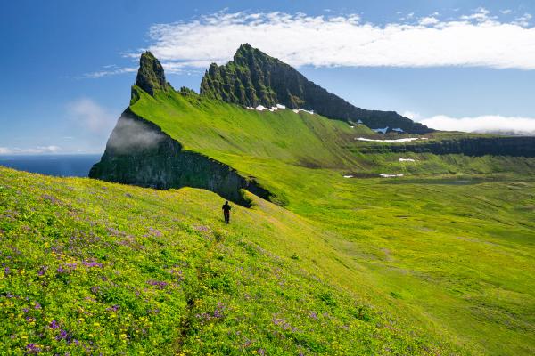 Girl walking in flowery meadows of Iceland