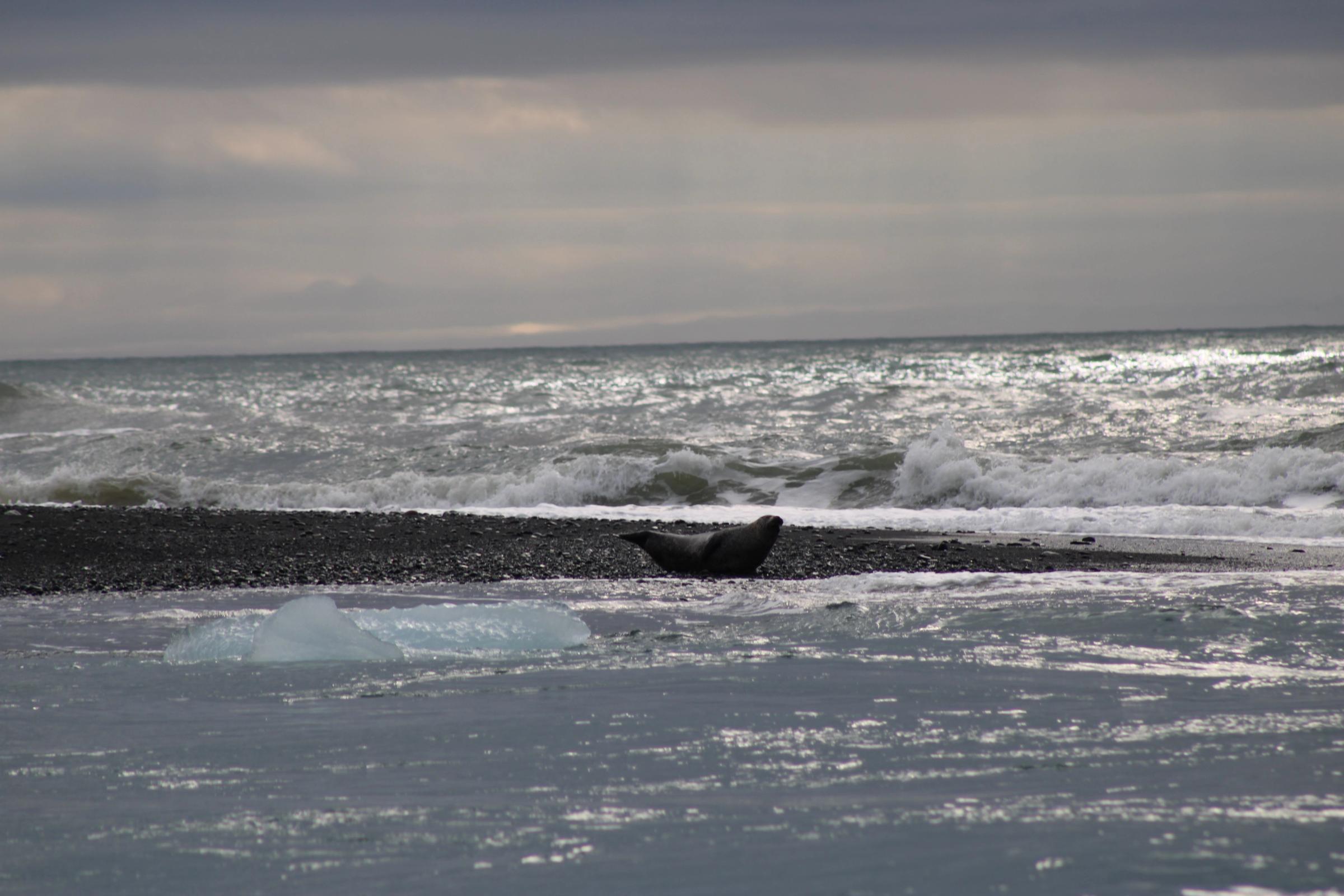 A seal rests on a dark pebbled beach with waves crashing behind it and ice chunks floating in the shallow foreground water under a cloudy sky.