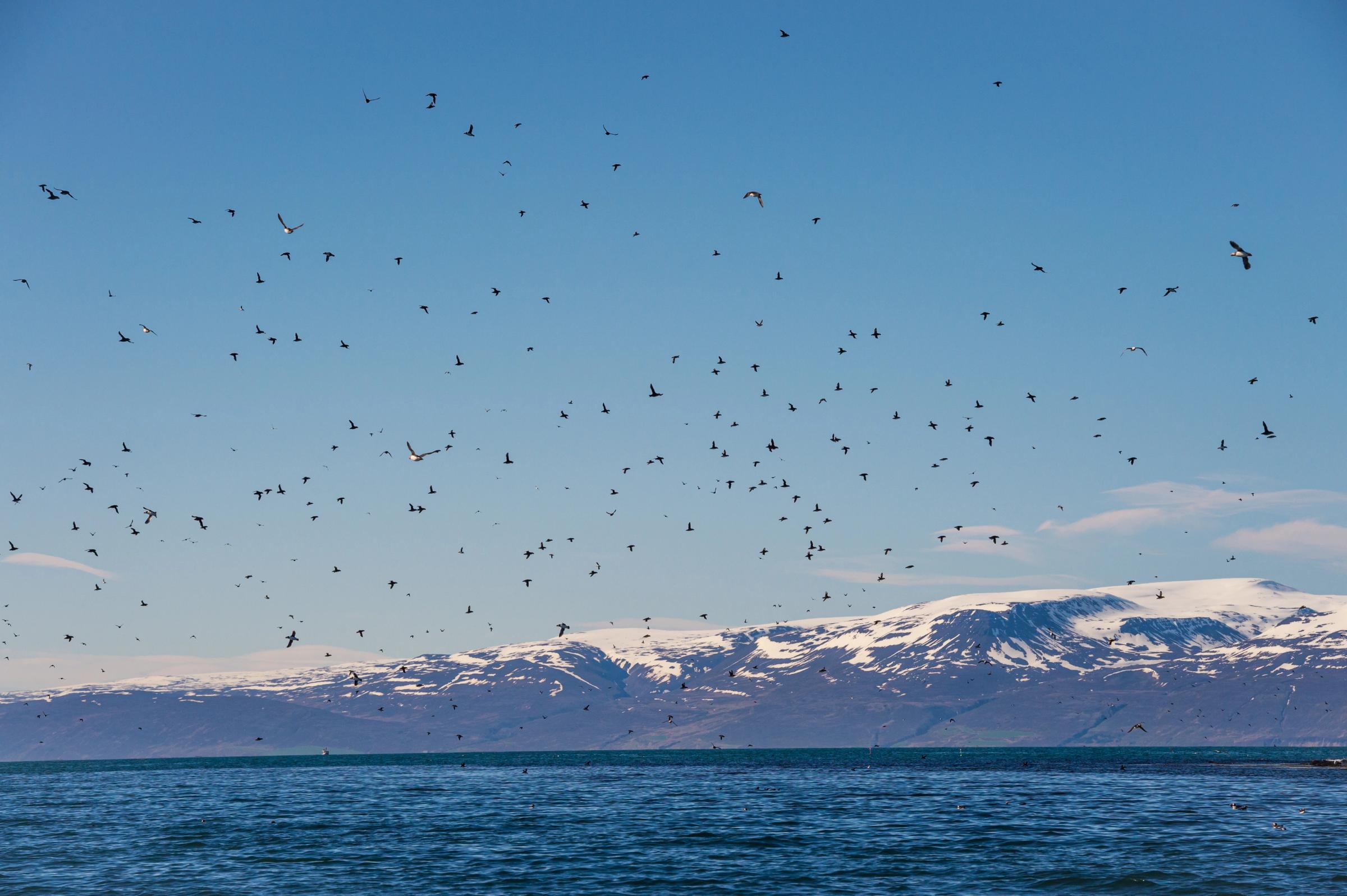 una bandada de pájaros volando sobre un cuerpo de agua con montañas al fondo.