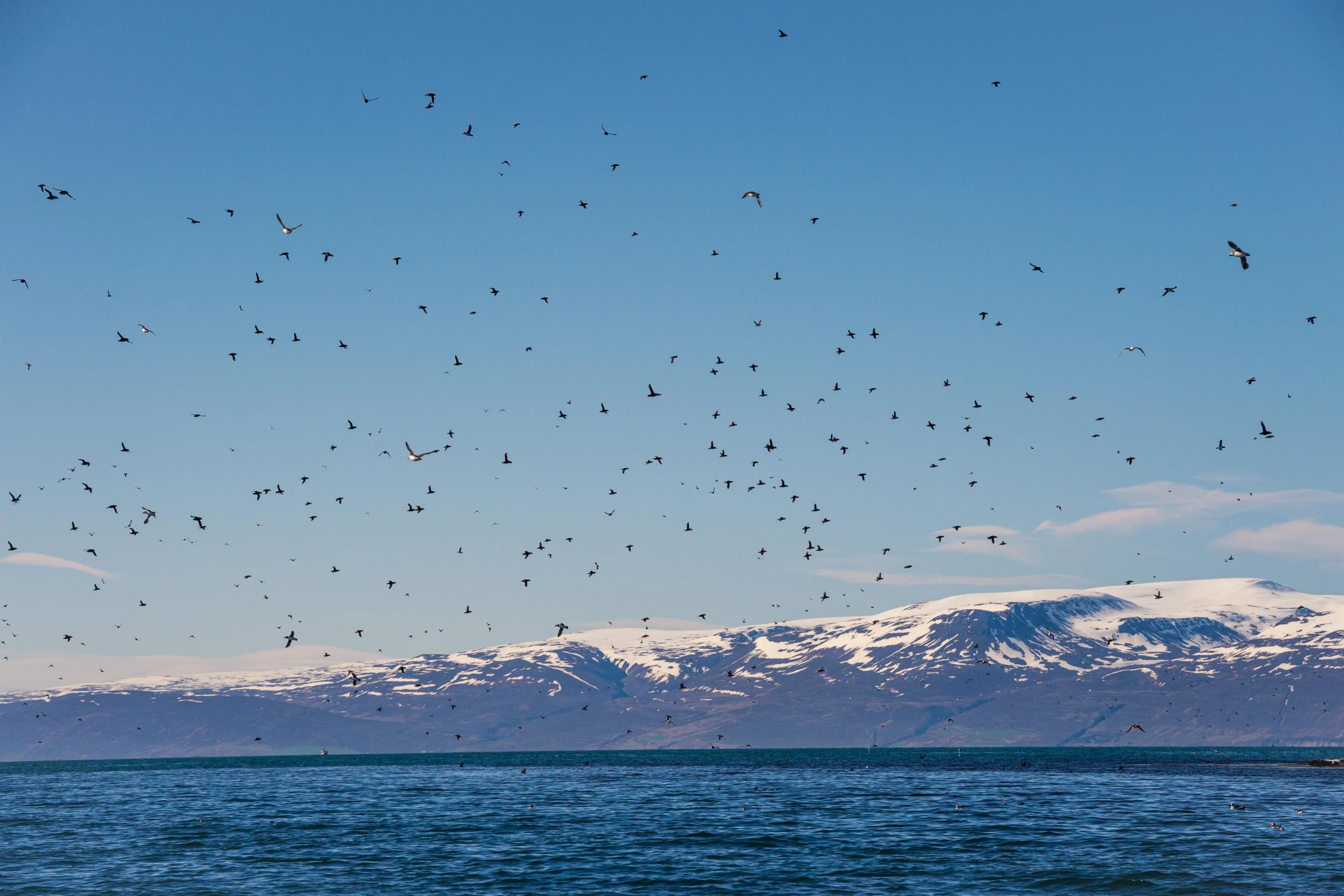 una bandada de pájaros volando sobre un cuerpo de agua con montañas al fondo.