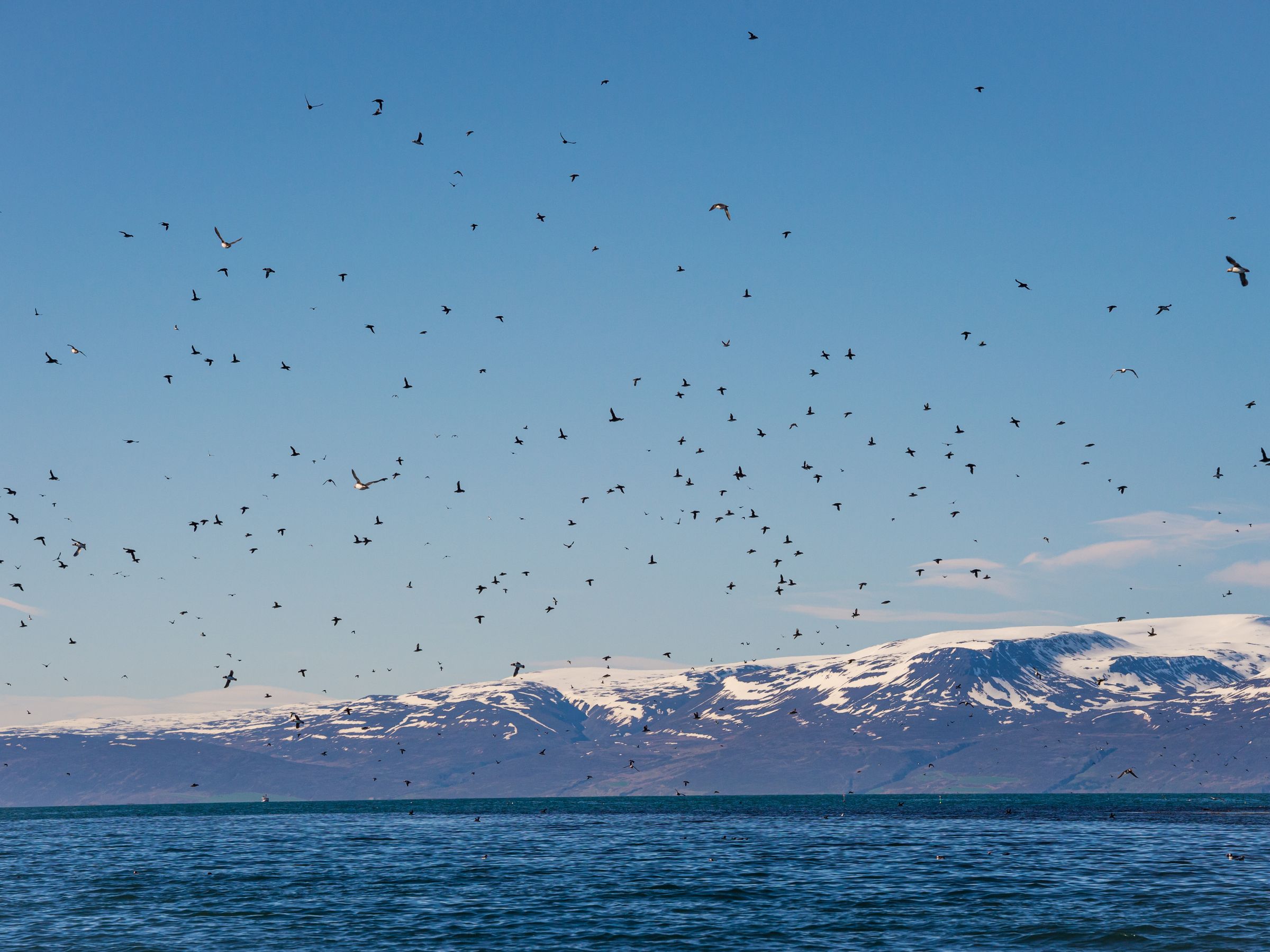 Big colony of puffins flying around Lundey Island