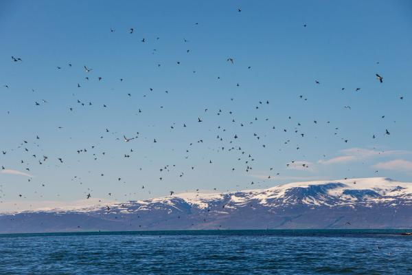 una bandada de pájaros volando sobre un cuerpo de agua con montañas al fondo.