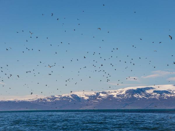 Big colony of puffins flying around Lundey Island
