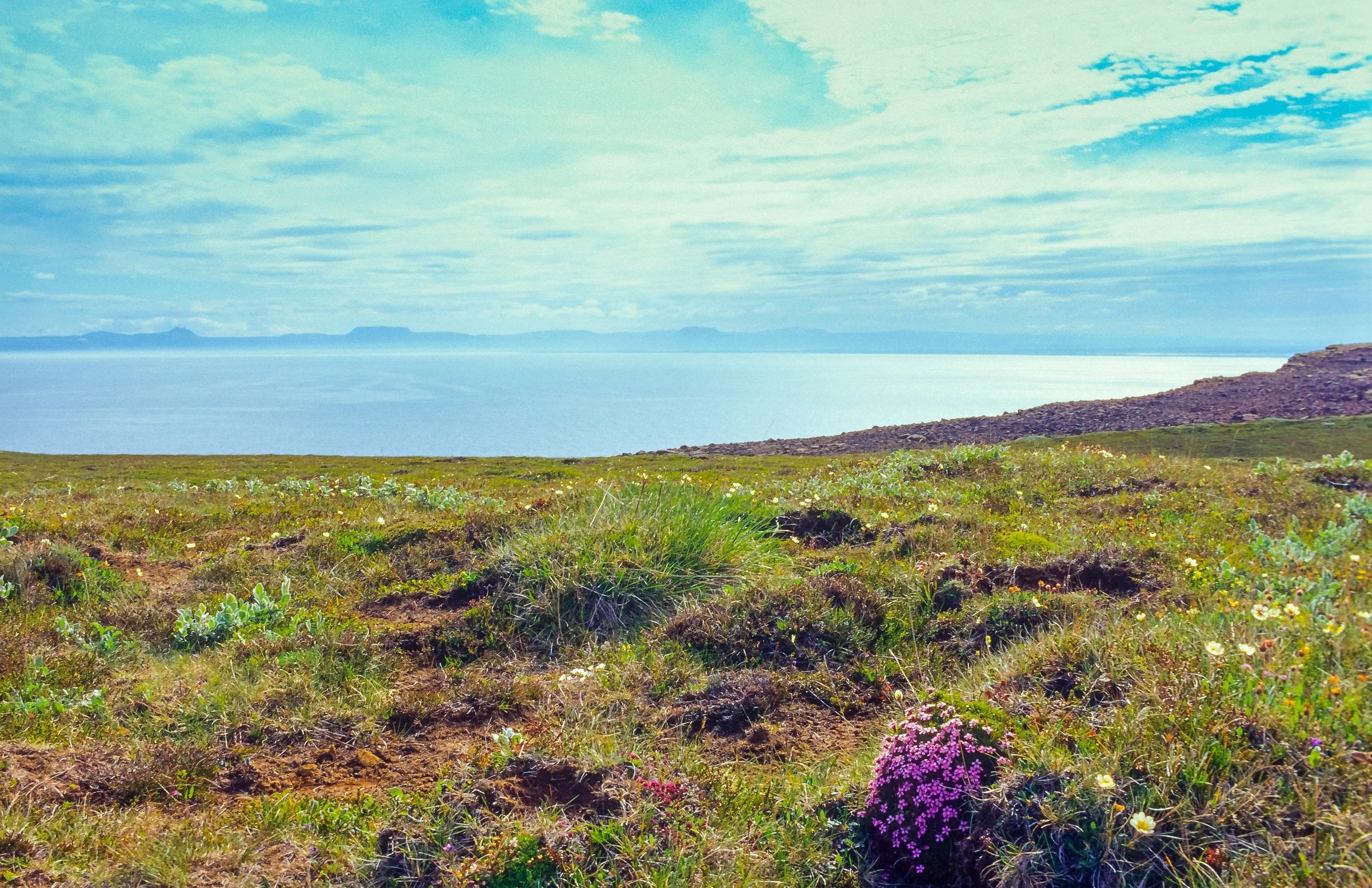 un champ d'herbe et de fleurs avec un plan d'eau en arrière-plan, Melrakkaslétta