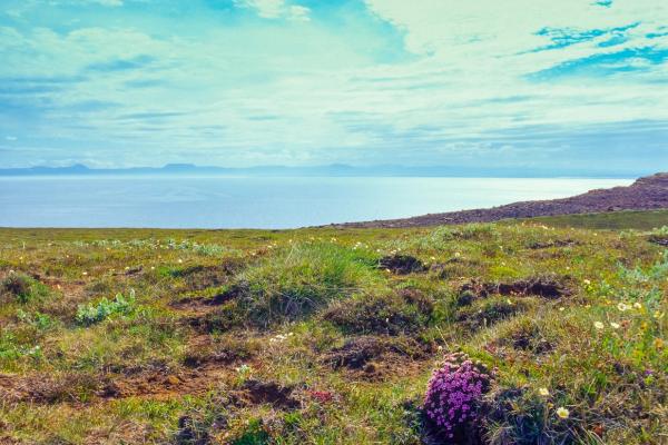 un champ d'herbe et de fleurs avec un plan d'eau en arrière-plan, Melrakkaslétta
