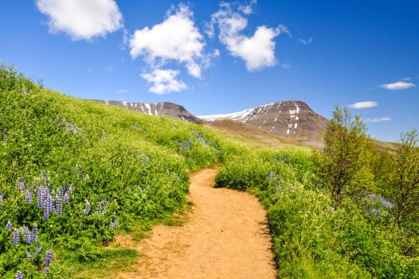 a dirt path going through a field of flowers with Esja in the background .