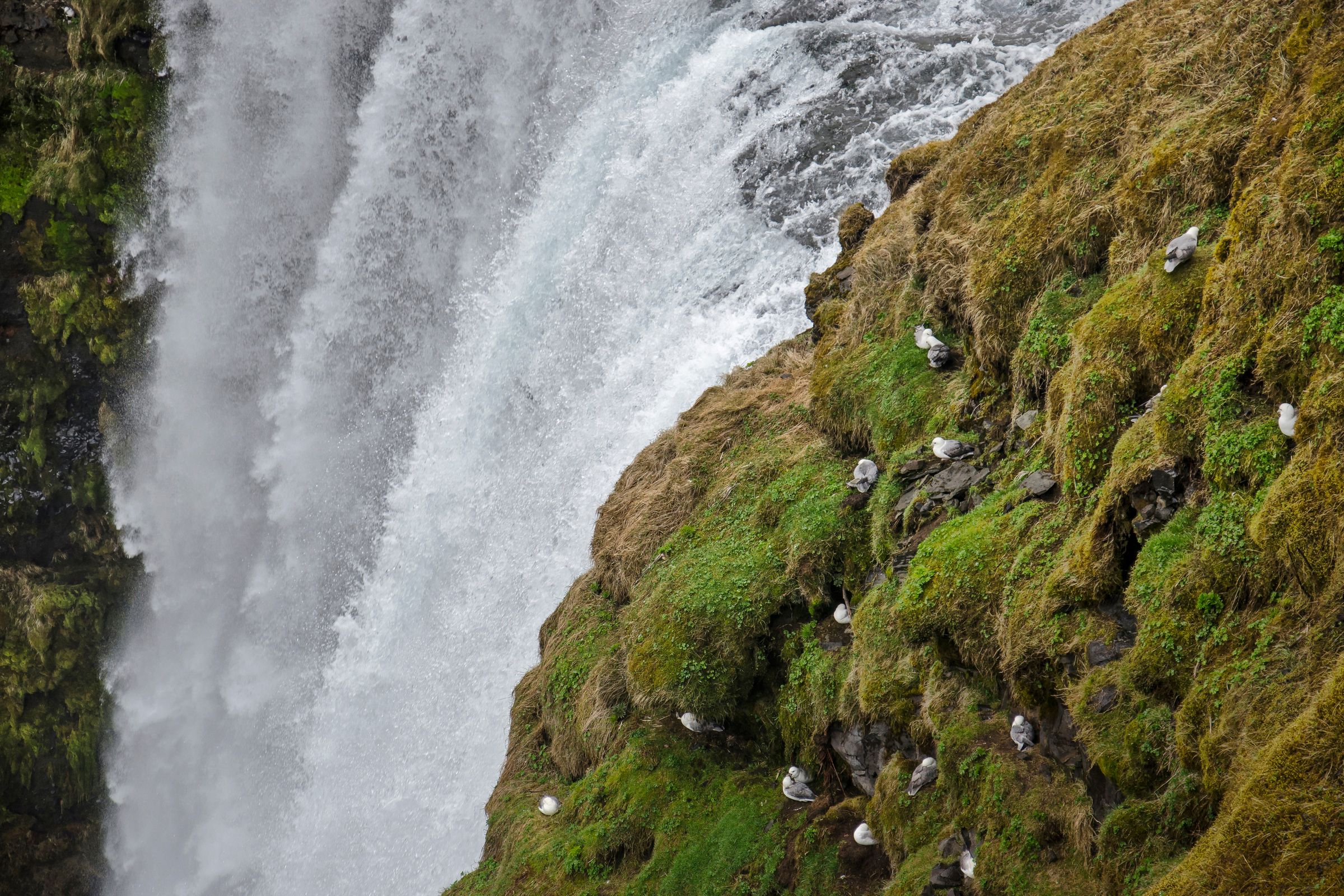 pájaros posados en la pared de una montaña al lado de una cascada