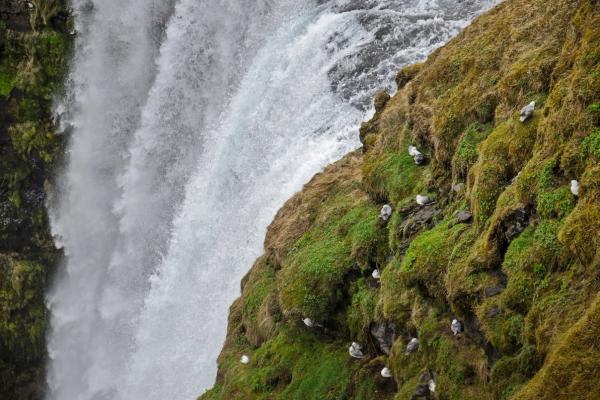 birds on a mountain wall next to a waterfall