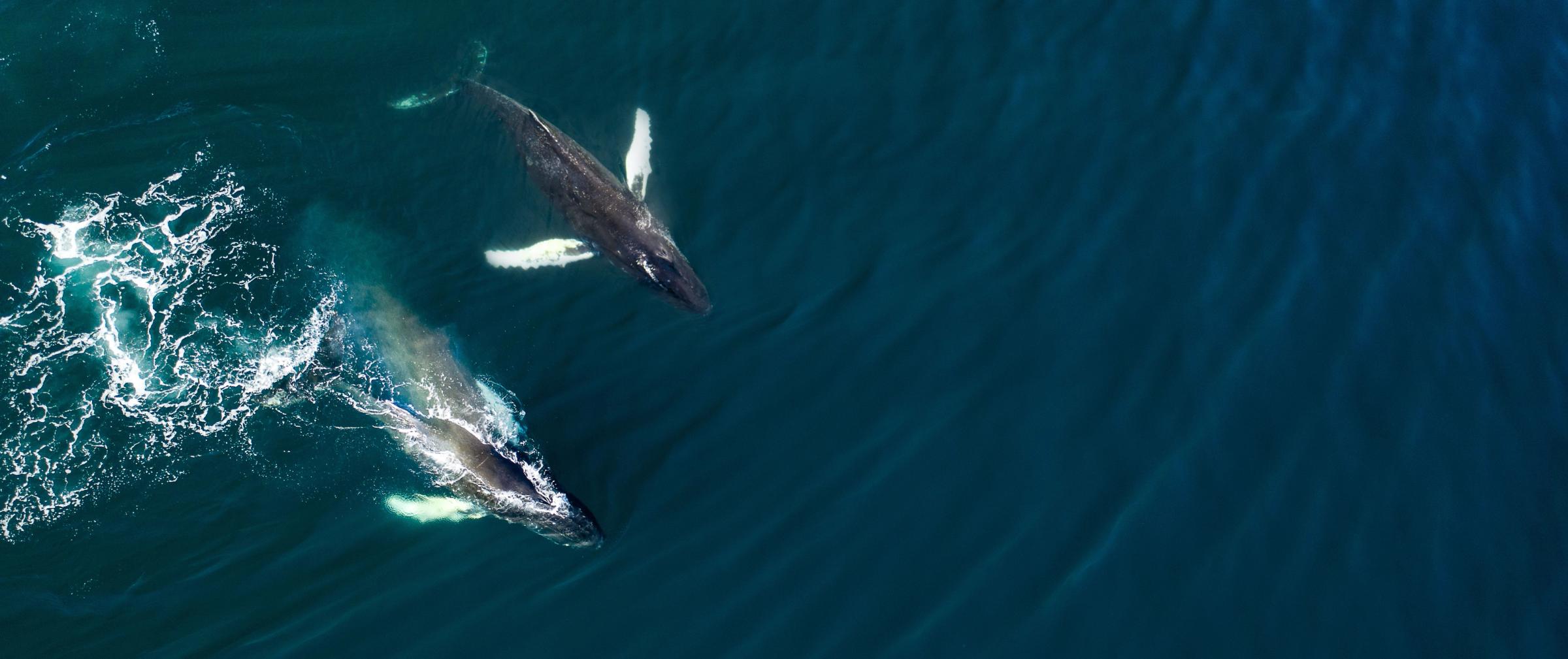 Vista aérea de dos ballenas jorobadas en Islandia