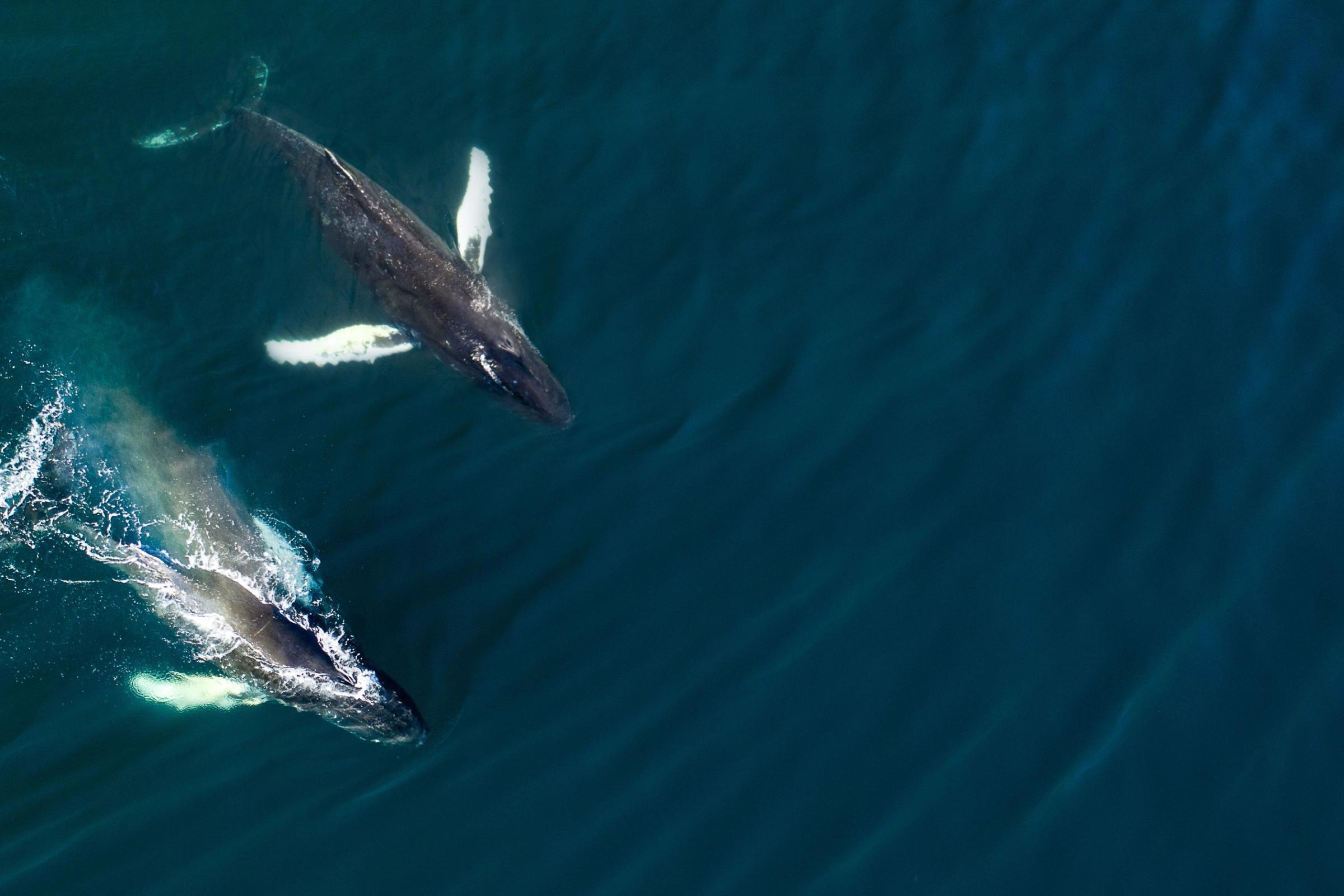 Aerial of two humpback whales in Húsavik, Iceland
