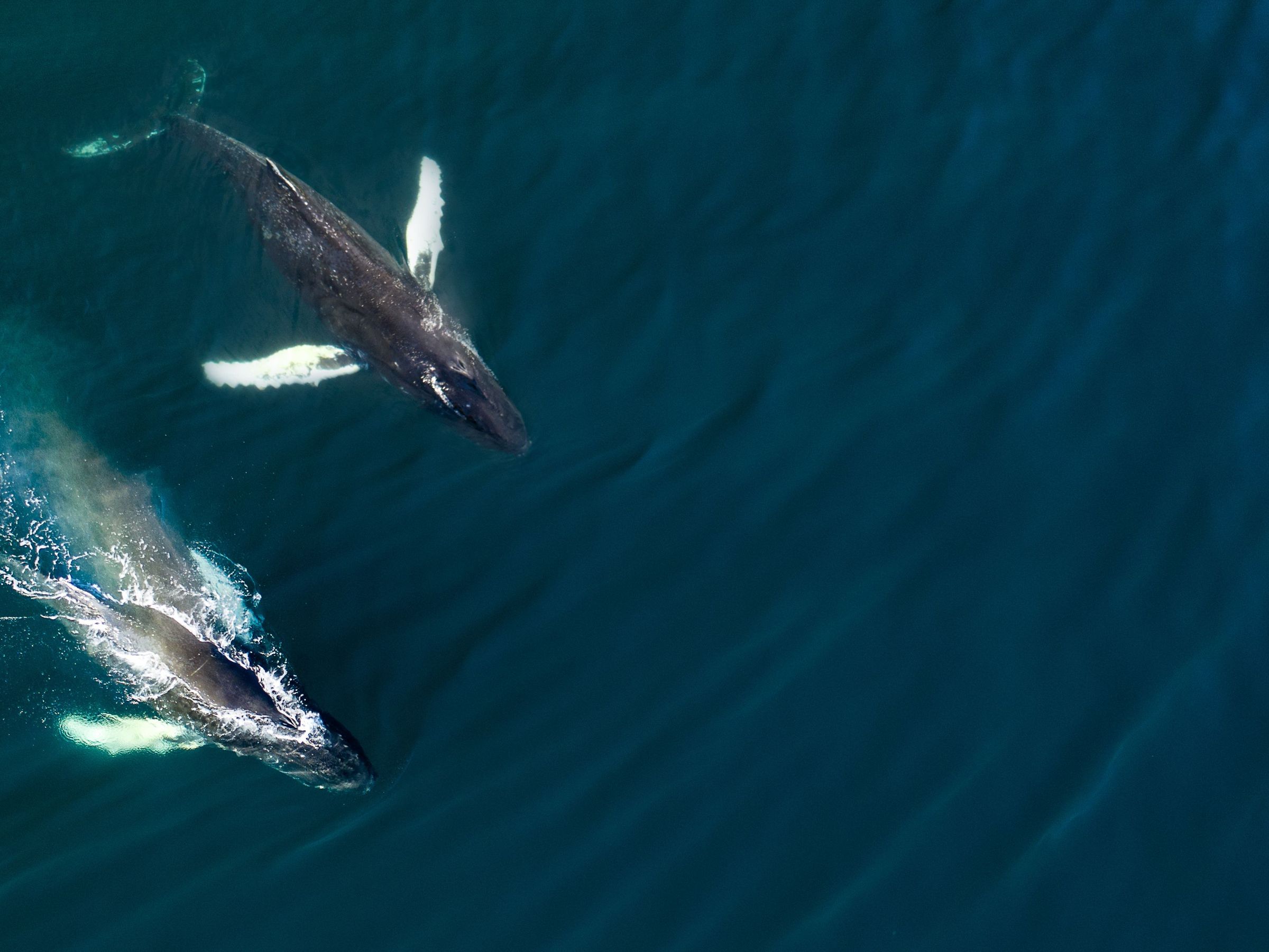Vista aérea de dos ballenas jorobadas en Islandia