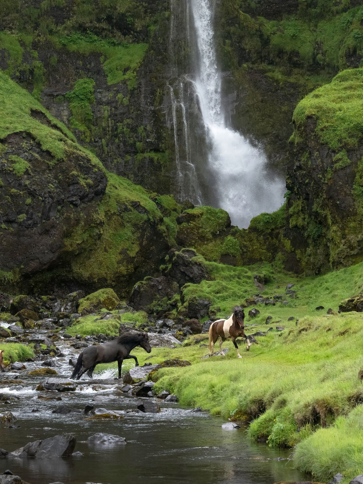 a herd of icelandic horses standing next to a stream in front of a waterfall .