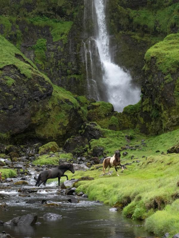 a herd of icelandic horses standing next to a stream in front of a waterfall .