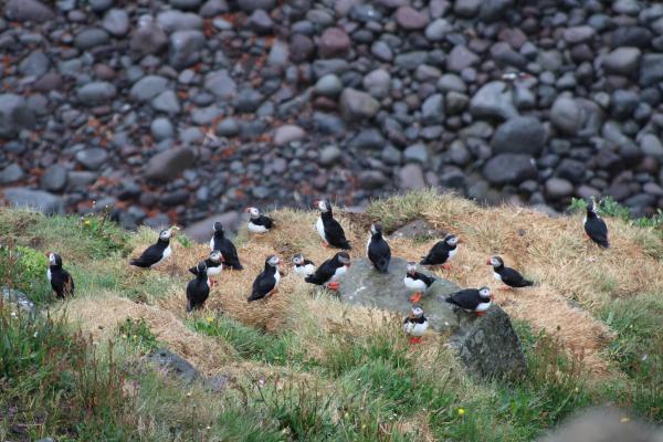 Puffin colony on Tjörnes peninsula