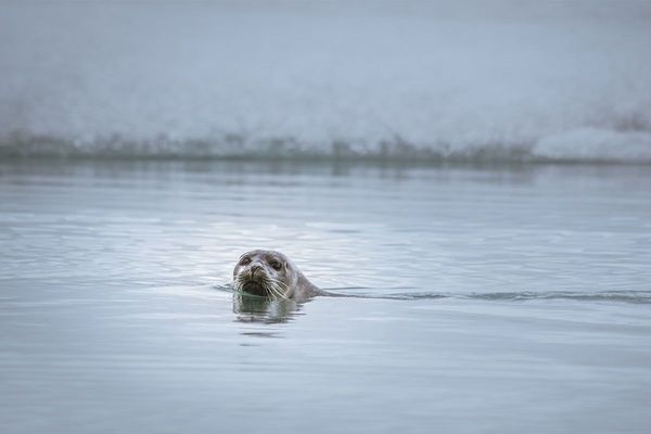 Admire the animals of Iceland