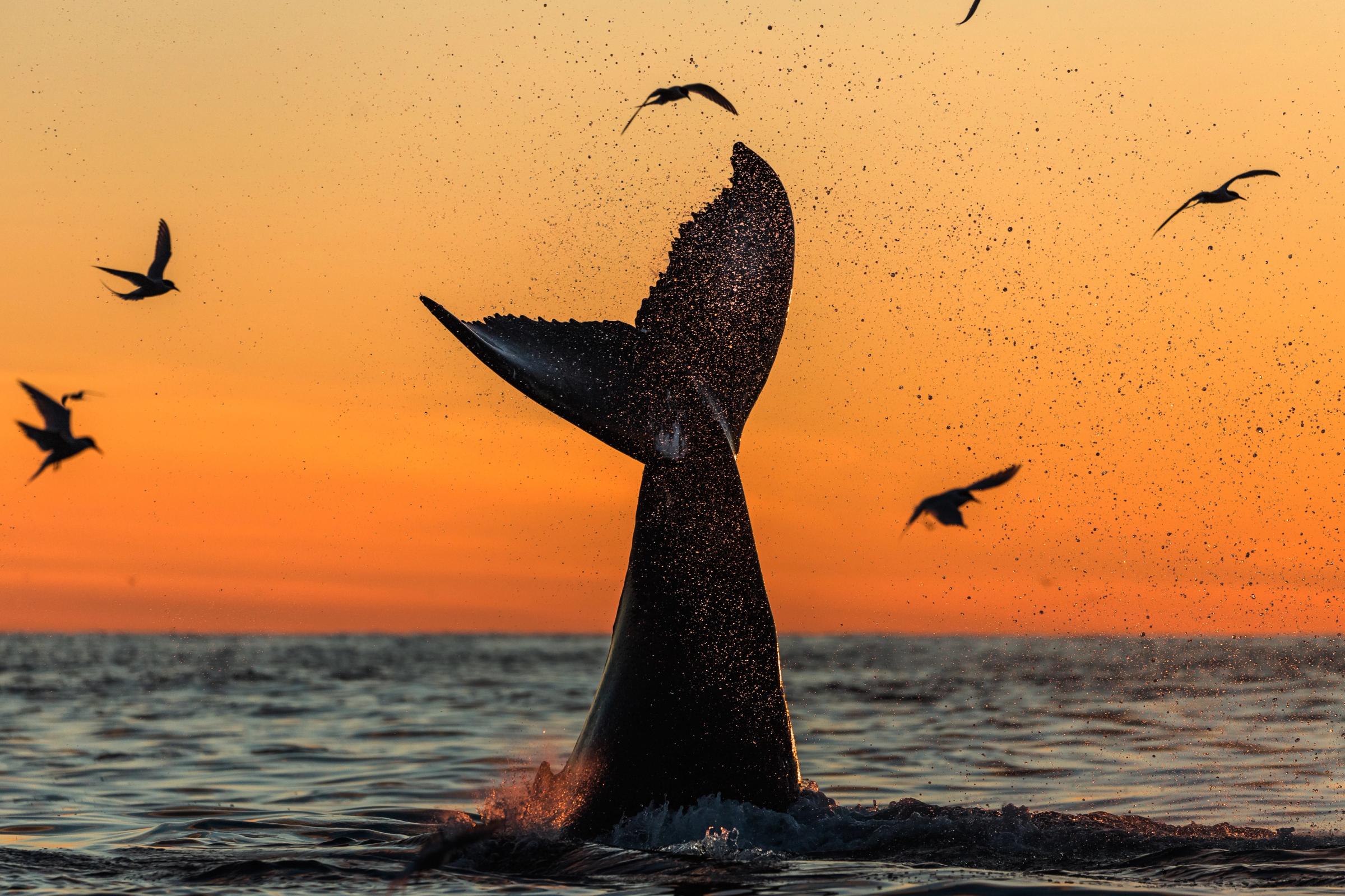 Cola de ballena saliendo del agua con una estela de gotas, contra un atardecer naranja, con aves volando alrededor.