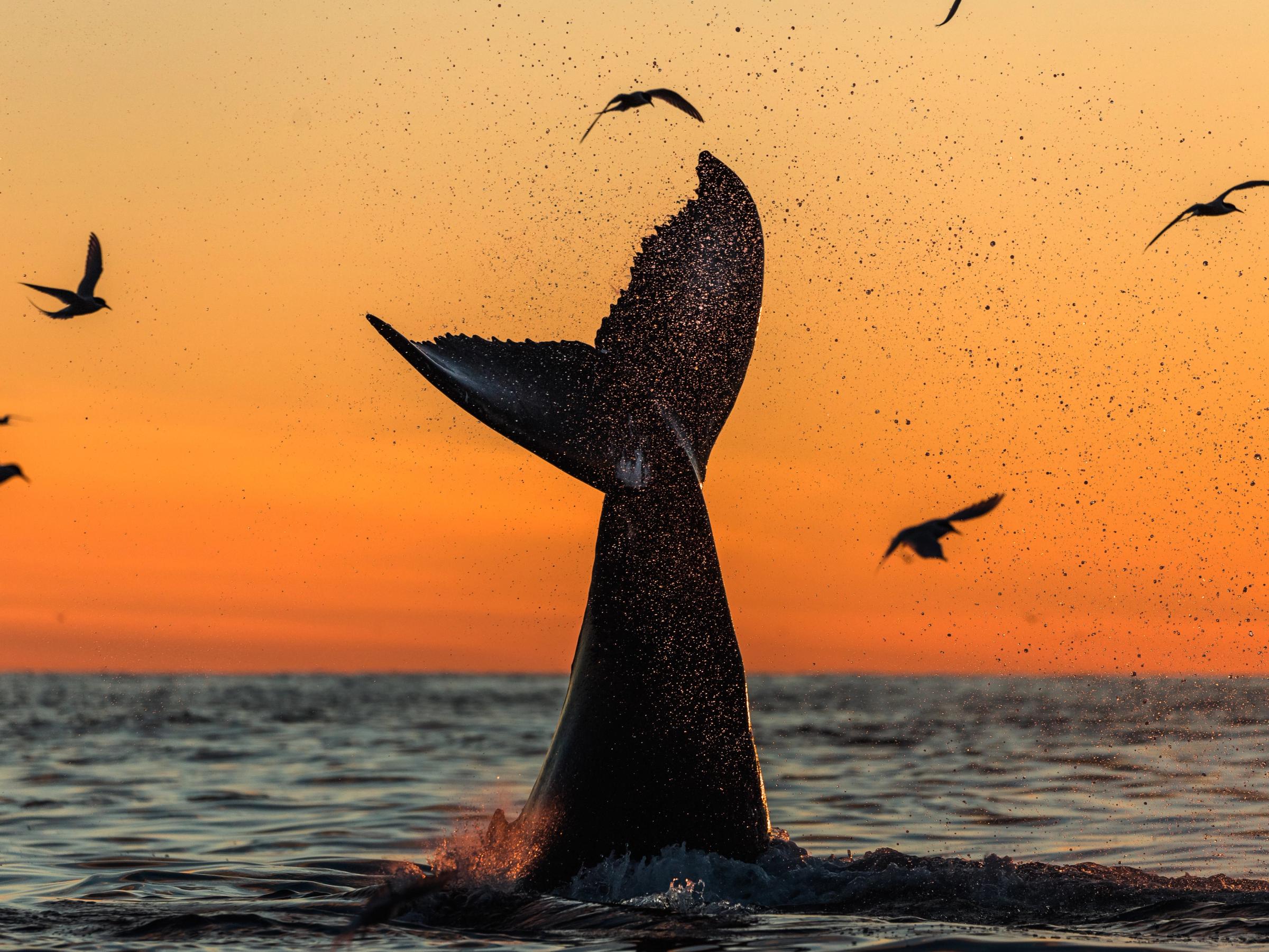 Cola de ballena saliendo del agua al atardecer, con salpicaduras y aves volando alrededor.