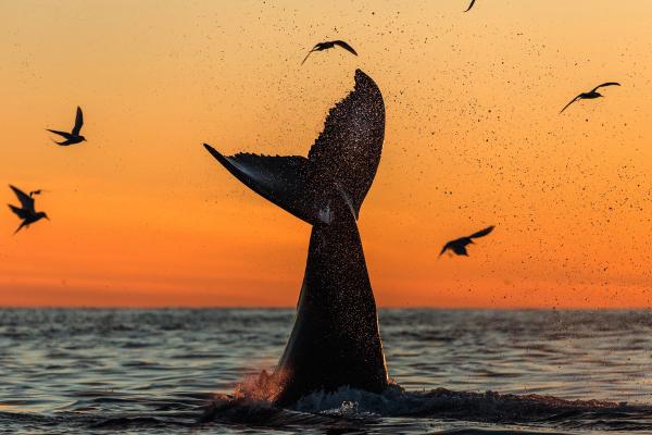 Whale showing its tale under the Midnight Sun