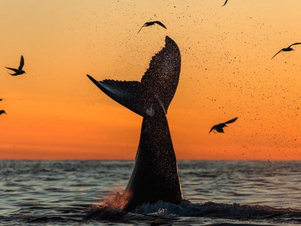 Cola de ballena saliendo del agua al atardecer, con salpicaduras y aves volando alrededor.