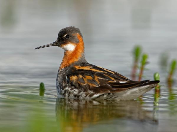 un pequeño pájaro está flotando sobre un cuerpo de agua .