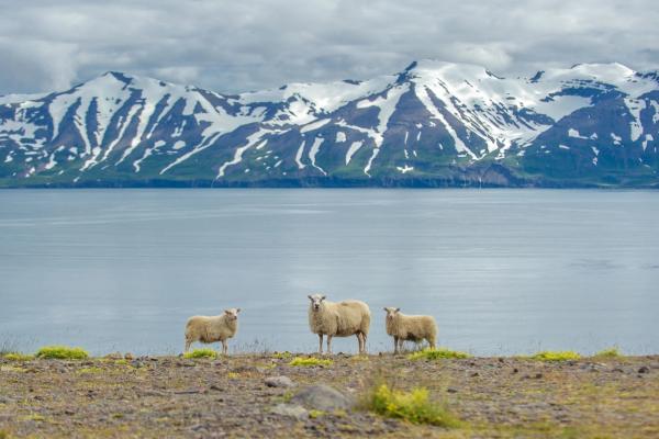 Sheep on the road Iceland