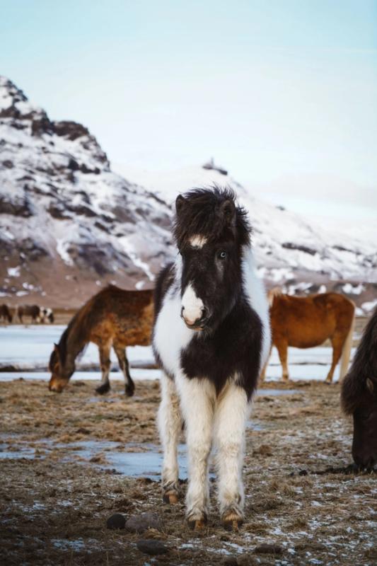 Picture of an Icelandic horses standing 