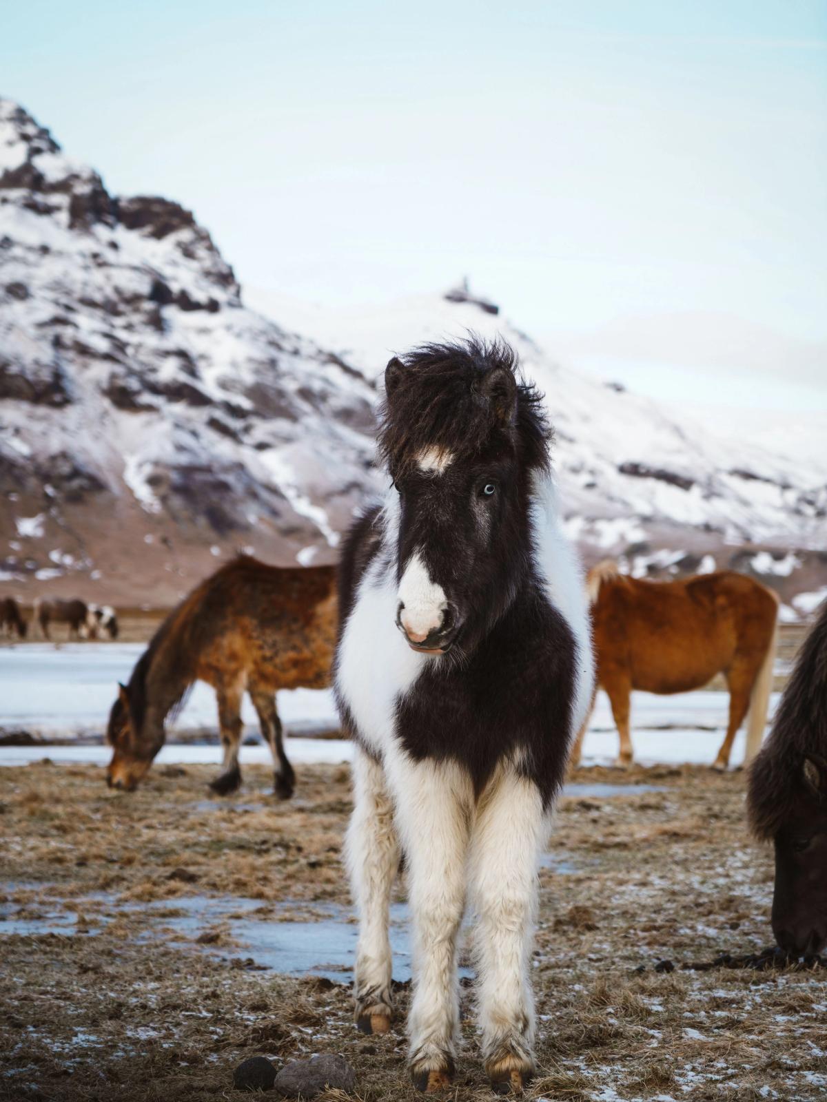 Icelandic Horses Picture of an Icelandic horses standing