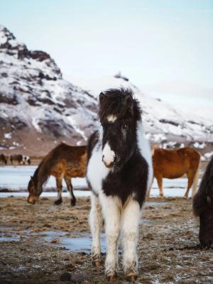 Icelandic Horses Picture of an Icelandic horses standing