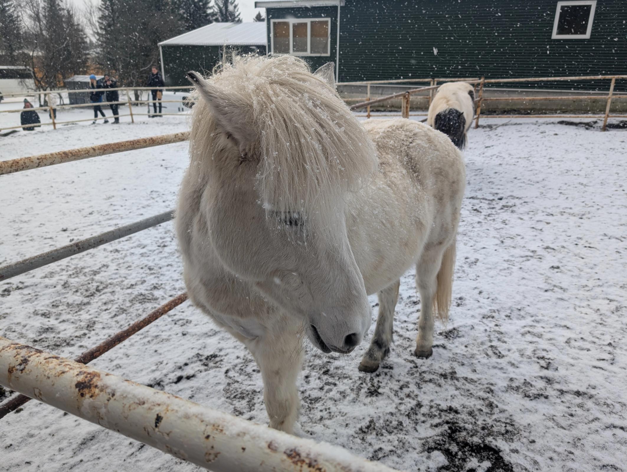 Un caballo blanco de crin desgreñada está de pie en un corral nevado mientras cae la nieve.