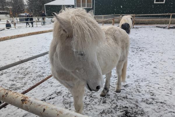 A white horse with a shaggy mane stands in a snowy paddock as snow falls.